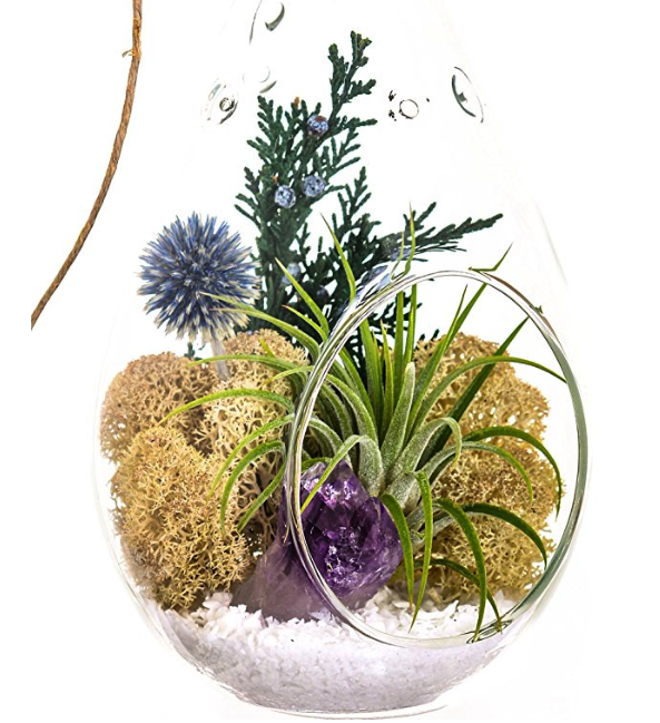 Bliss Gardens Air Plant Terrarium