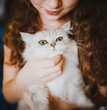 gifts for cat lovers