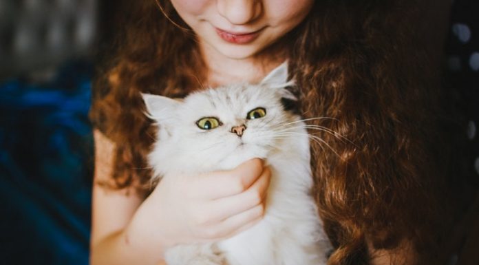 gifts for cat lovers